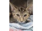 Adopt Cannon Ball a Domestic Shorthair / Mixed (short coat) cat in Angola