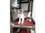 Adopt Granite a Domestic Shorthair / Mixed (short coat) cat in Angola