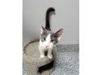 Adopt Pearl a Domestic Shorthair / Mixed (short coat) cat in Angola