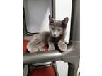 Adopt Emerald a Domestic Shorthair / Mixed (short coat) cat in Angola