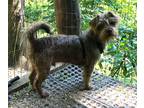Adopt Finn - available 9/10 a Black - with Tan, Yellow or Fawn Shih Tzu /