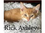 Adopt Rick Ashley a Orange or Red Tabby Domestic Shorthair (short coat) cat in