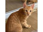 Adopt Nemo a Orange or Red Egyptian Mau cat in Manchester, NH (39145534)