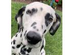 Adopt Speckled Stephanie a White - with Black Dalmatian / Mixed dog in