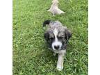 Adopt Bay a Golden Retriever / Catahoula Leopard Dog dog in Bristol