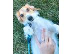 Adopt Maverick Cash a White Dachshund / Mixed dog in Shelby, NC (39161003)