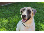 Adopt Baron a White Great Pyrenees / Mixed dog in Waco, TX (39161085)