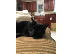 Adopt Shadow a Black (Mostly) Domestic Shorthair / Mixed (medium coat) cat in