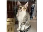 Adopt MIldred a Gray, Blue or Silver Tabby Domestic Shorthair (short coat) cat