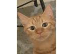 Adopt Blitz ???? a Orange or Red (Mostly) American Shorthair / Mixed (short