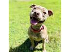 Adopt Persia a Tan/Yellow/Fawn American Pit Bull Terrier / Mixed dog in Oakland