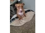 Adopt Abel a Tan/Yellow/Fawn - with White American Pit Bull Terrier / Mixed dog
