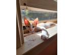 Adopt Orca (Ocean's Litter) a Orange or Red Tabby Domestic Shorthair (short