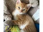 Adopt Ed Sheeran a Orange or Red Tabby Domestic Shorthair (short coat) cat in