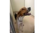 Adopt Bilbo a Brown/Chocolate Treeing Walker Coonhound / Mixed dog in Raeford