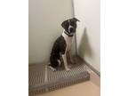 Adopt AJ a Brindle American Pit Bull Terrier / Labrador Retriever / Mixed dog in