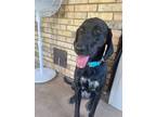 Adopt Shadow a Black - with White Bluetick Coonhound / Labrador Retriever dog in