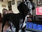 Adopt Opie a Black - with White Great Dane / Mixed dog in Rocky River