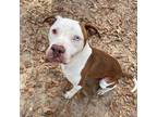 Adopt Kane a Brown/Chocolate American Pit Bull Terrier / Mixed dog in