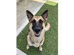 Adopt SYMPHONY a Black German Shepherd Dog / Mixed dog in San Antonio