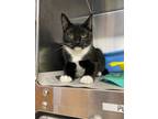 Adopt Whiskers a All Black Domestic Shorthair / Domestic Shorthair / Mixed cat