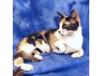 Adopt KARMA a White Domestic Shorthair / Domestic Shorthair / Mixed cat in