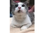 Adopt Jynxie a Gray or Blue Domestic Longhair / Domestic Shorthair / Mixed cat