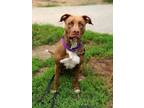 Adopt Catty a Brown/Chocolate American Pit Bull Terrier / Mixed dog in Augusta