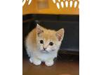 Adopt Egg Roll a Tan or Fawn American Shorthair / Domestic Shorthair / Mixed cat