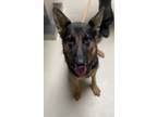 Adopt Mary a Black German Shepherd Dog / Mixed dog in Espanola, NM (39160782)