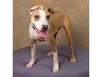 Adopt Froggy a Tan/Yellow/Fawn - with White Boxer / American Pit Bull Terrier /