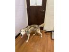 Adopt 54098509 a Black Husky / Mixed dog in Baton Rouge, LA (39160851)