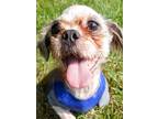 Adopt Michael a Brown/Chocolate Shih Tzu / Mixed dog in Blackwood, NJ (39160771)
