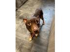 Adopt Pup Tart a Brown/Chocolate Shepherd (Unknown Type) / Mixed dog in Jackson