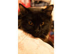 Adopt Cleopatra a All Black Domestic Longhair / Domestic Shorthair / Mixed cat