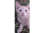 Adopt Mr Greenjeans a Orange or Red Tabby Domestic Mediumhair (medium coat) cat