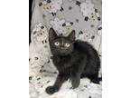 Adopt Baby G a All Black Domestic Shorthair / Domestic Shorthair / Mixed cat in