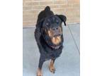 Adopt Rasha a Black Rottweiler / Mixed dog in Longview, TX (39117006)