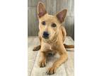 Adopt Rowdy a Brown/Chocolate Australian Cattle Dog / Mixed dog in Shreveport