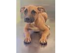 Adopt Anna May a Red/Golden/Orange/Chestnut American Pit Bull Terrier / Mixed