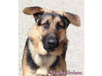 Adopt Stanley Hudson a Black German Shepherd Dog / Mixed dog in Mason