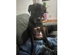 Adopt Quincy a Black American Pit Bull Terrier / Dalmatian / Mixed dog in