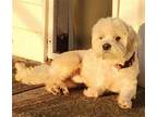 Adopt Benny a White Shih Tzu / Mixed dog in Grand Bay, AL (39160495)