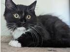 Adopt Ty a Black & White or Tuxedo Domestic Longhair (long coat) cat in Upper