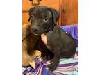 Adopt Damon a Black Labrador Retriever dog in Norfolk, MA (39155746)