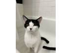 Adopt Doja and Ekko a Black & White or Tuxedo Bombay / Mixed (medium coat) cat
