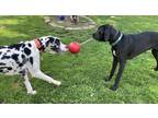 Adopt Birdie a White - with Black Great Dane / Mixed dog in Grafton