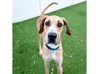 Adopt Tank a Great Dane / Mixed dog in St. Petersburg, FL (39160435)