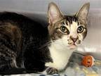 Adopt 2308-1593 Wheezie a Spotted Tabby/Leopard Spotted Domestic Shorthair /