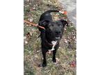 Adopt Randall a Black Labrador Retriever / Mixed dog in Knoxville, TN (39160350)